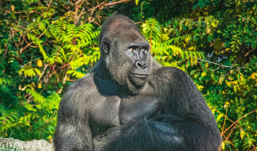 3 Days DRC Gorilla Trekking Tour