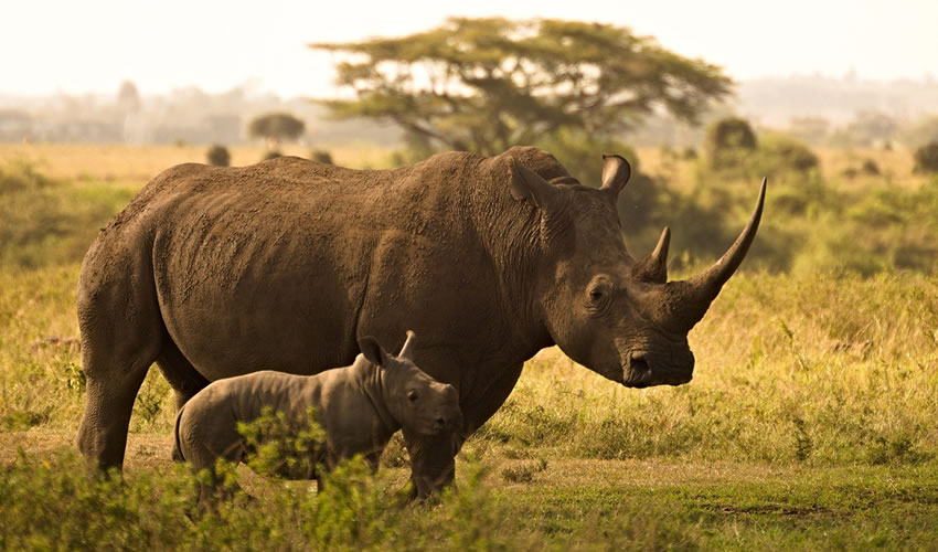 10 Days Best of Kenya Wildlife Safari