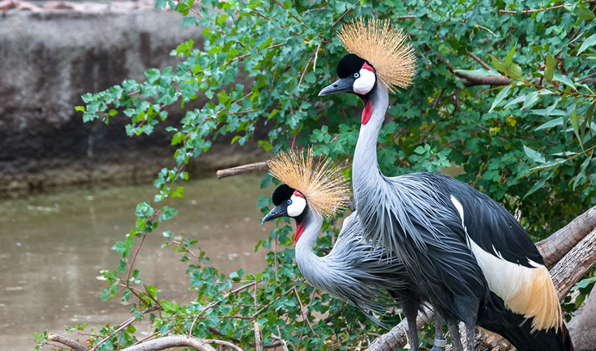 7 Days Bird Watching Safari in Uganda