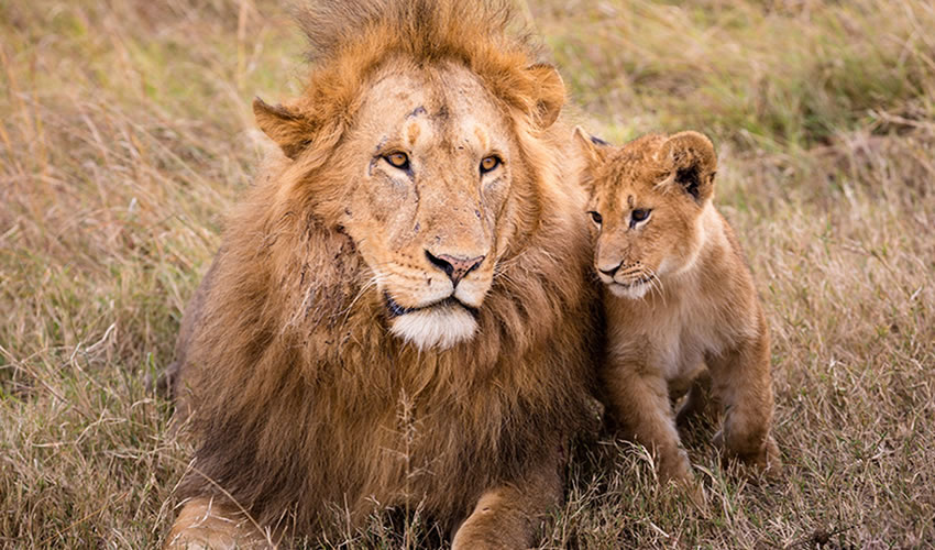 3 Days Queen Elizabeth National Park Wildlife Tour