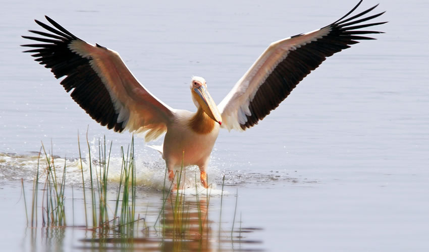 10 Days Uganda Birding Safari Tour