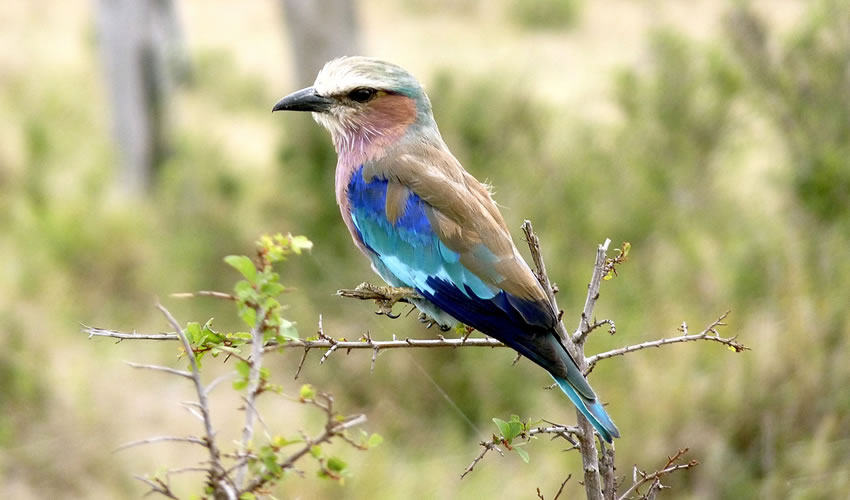 4 Days Burundi Bird Watching Tour