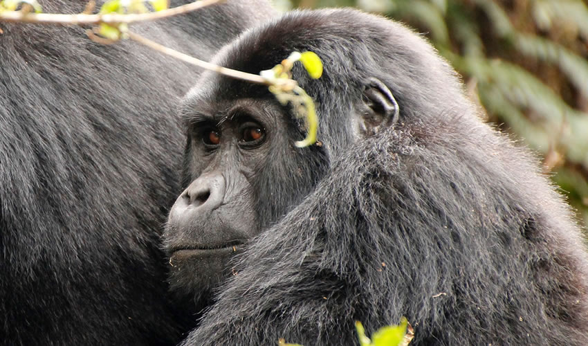 7 Days Uganda Primate Tracking and Wildlife Safari