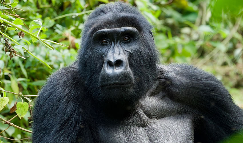 7 Days Gorilla Trekking Tour to Uganda