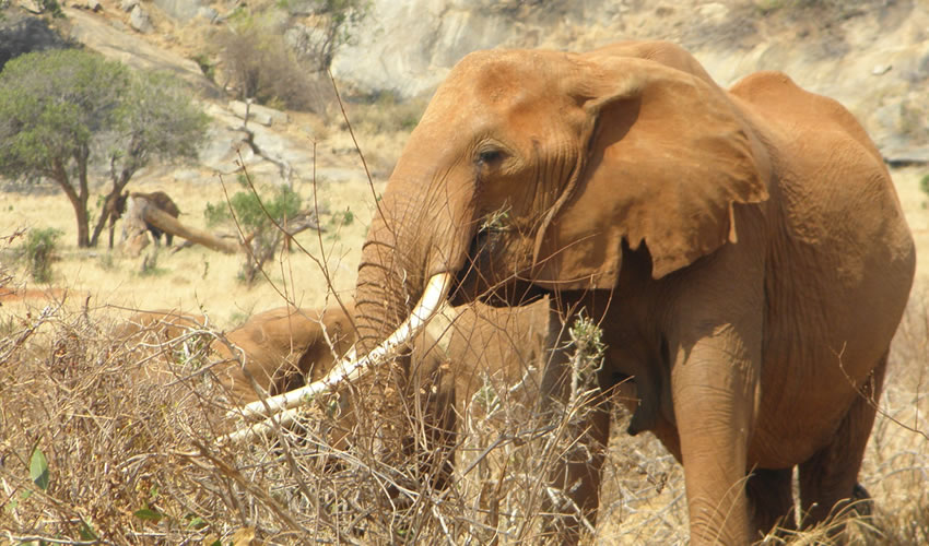 4 Days Kenya Wildlife Adventure Safari