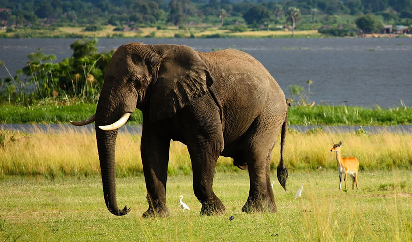 11 Days Around Uganda Safari Tour
