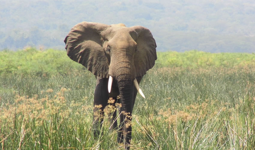 5 Days Epic Uganda Wildlife Safari Tour