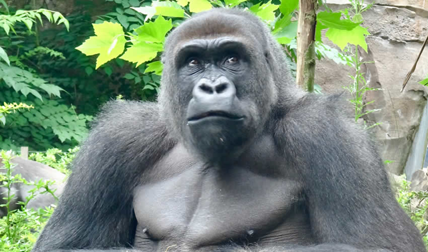 3 Days Lowland Gorilla Tour in DRC