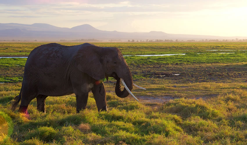 5 Days Tour to Amboseli and Tsavo West National Parks