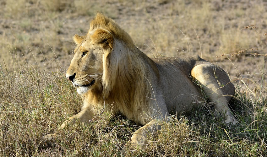 5 Days Around Kenya Wildlife Safari Tour