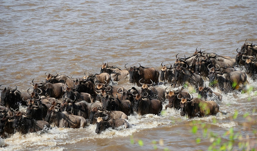 3 Days Maasai Mara Migration Safari