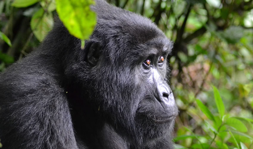 5 Days Gorilla Trekking and Wildlife Safari