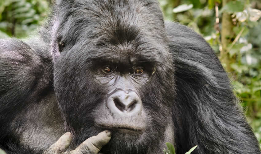 7 Days Congo Gorilla Trekking Safari