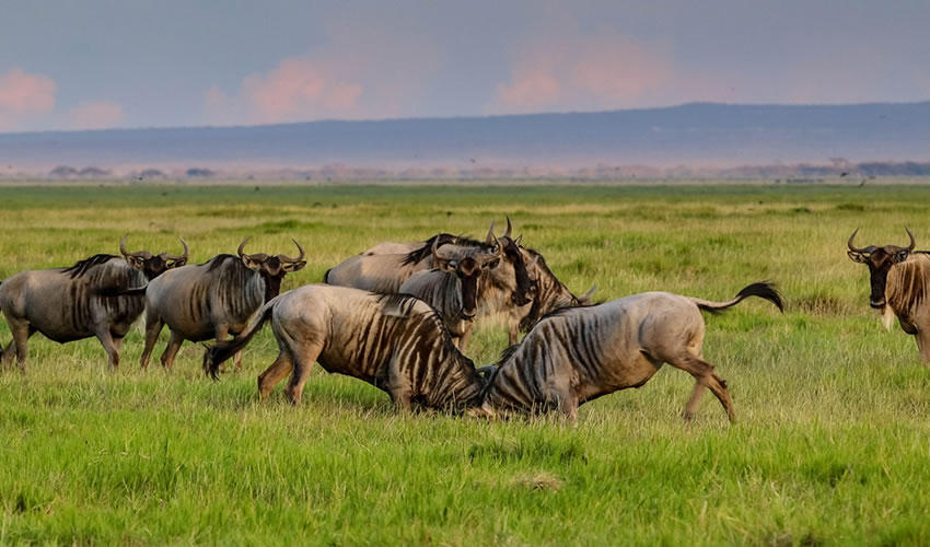 6 Days Exciting Wildlife Safari in Kenya