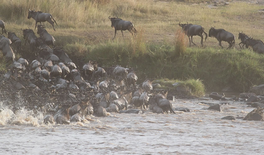 4 Days Wildebeest Migration Safari in Maasai Mara