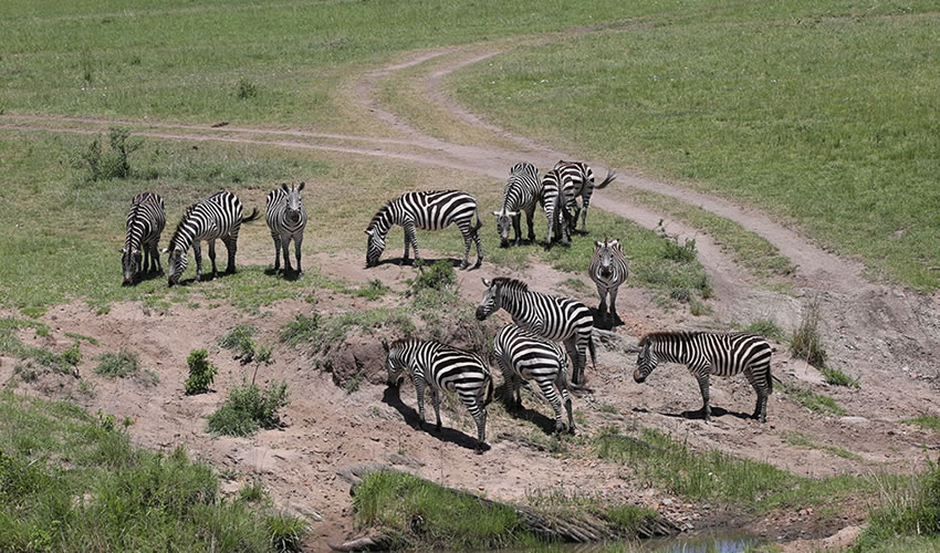 12 Days Magical Kenya Safari Adventure