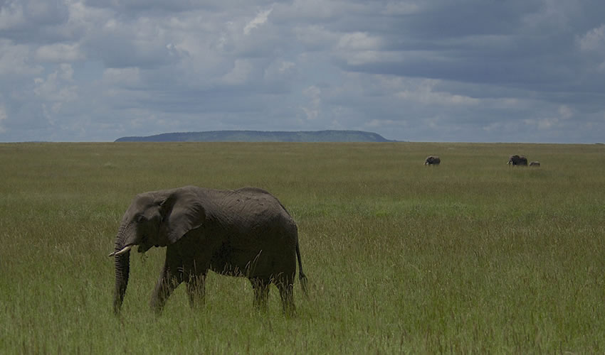 5 Days Ruaha & Mikumi National Parks Safari