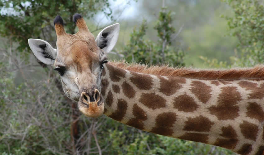 3 Days Rwanda Safari to Akagera National Park