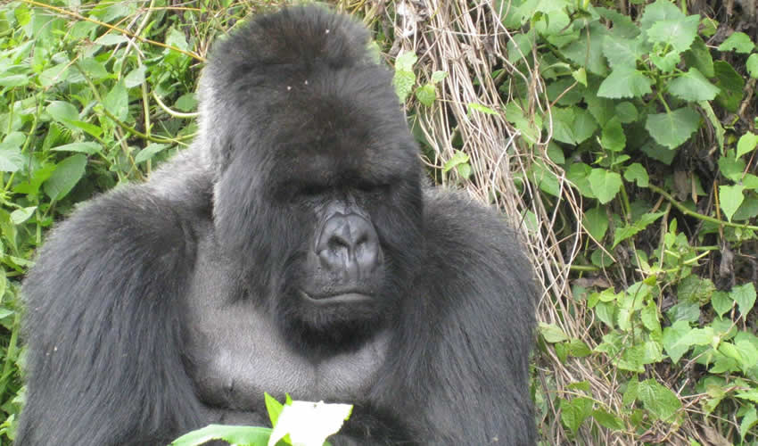 9 Days Rwanda Primate Tracking Safari.
