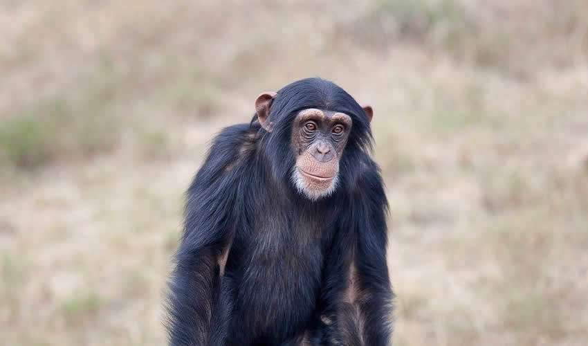 4 Days Chimpanzee and Gorilla Trekking Rwanda Safari