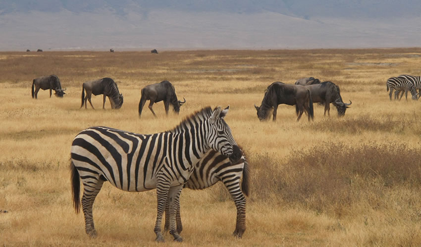 3 Days Best of Serengeti National Park Safari