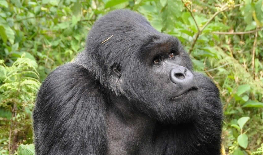 4 Days Gorilla Trekking Rwanda Tour