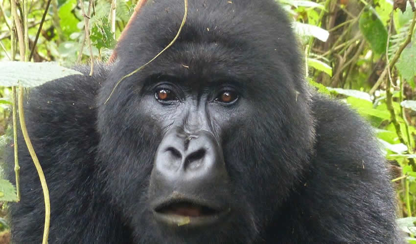 3 Days Gorilla Trekking Safari in Rwanda