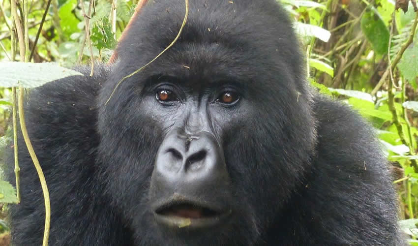 3 Days Gorilla Trekking Safari in Rwanda, Contact Us