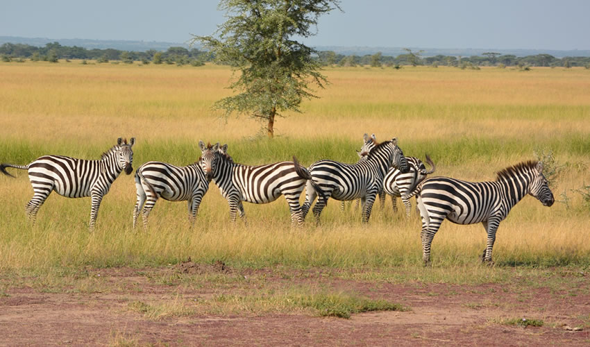 4 Days Tour to Selous Game Reserve