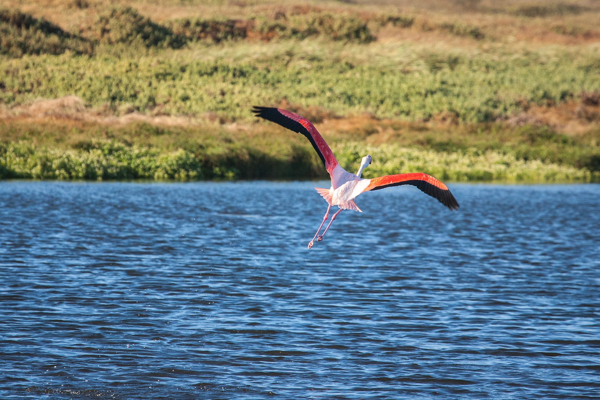 Best Bird Watching Places in Uganda