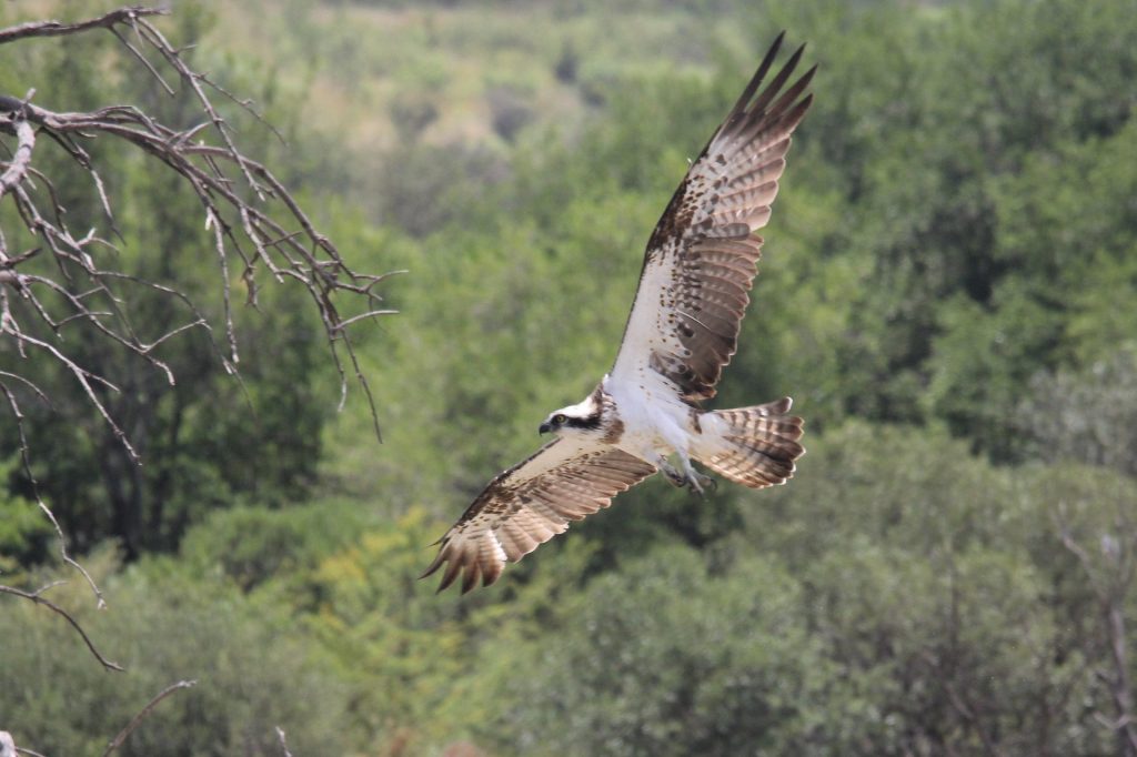 eagle flying