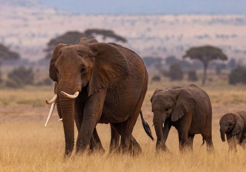 6 Days Masai Mara, Lake Nakuru and Amboseli Tour