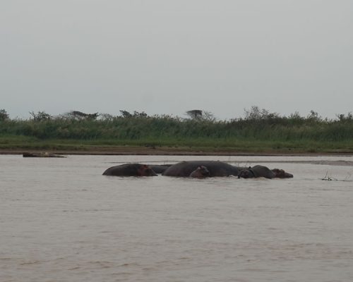5 Days Wildlife Safari Tour in Burundi