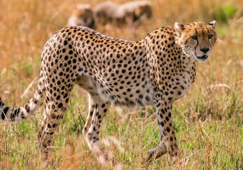 6 Days Kenya Safari Adventure