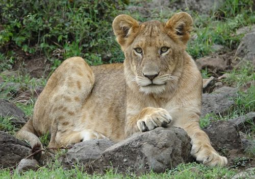 7 Days Amboseli National Park Tour