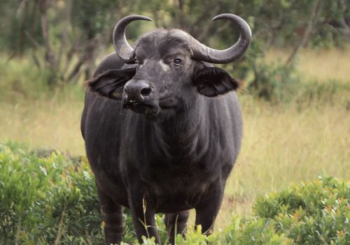 7 Days Wildlife Adventure in Kenya