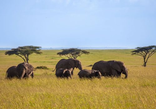 3 Days Masai Mara Wildlife Safari