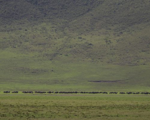 4 Days Safari to Lake Manyara and Ngorongoro