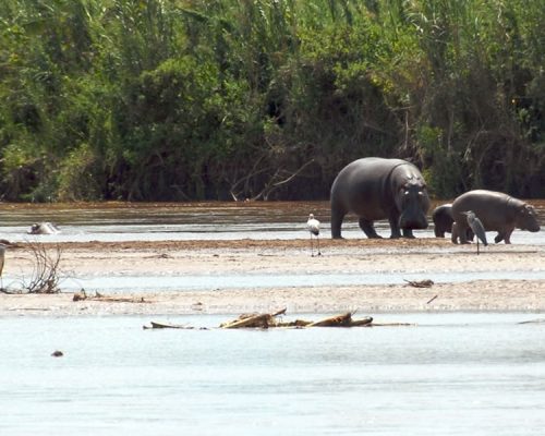 6 Days Burundi Primate Trekking Tour