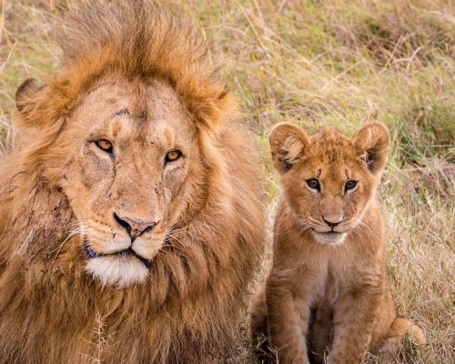6 Days Exploring The Best of Tanzania Tour