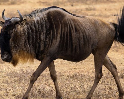 4 Days Wildlife Safari to Serengeti National Park