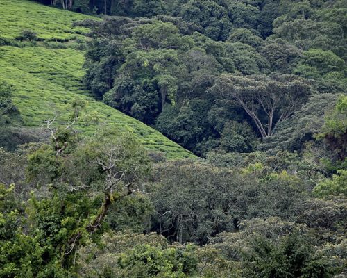 5 Days Best of Burundi Safari Tour