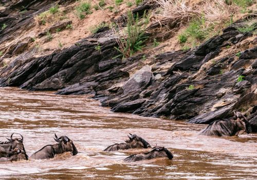4 Days Masai Mara Wildebeest Migration Tour