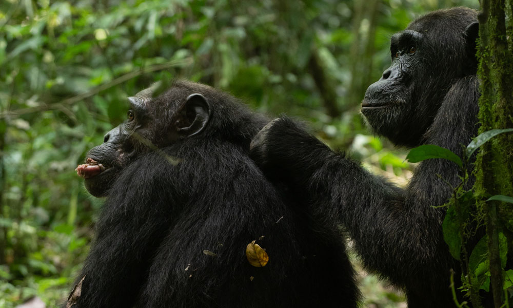 7 Days Primate Tracking Rwanda Safari