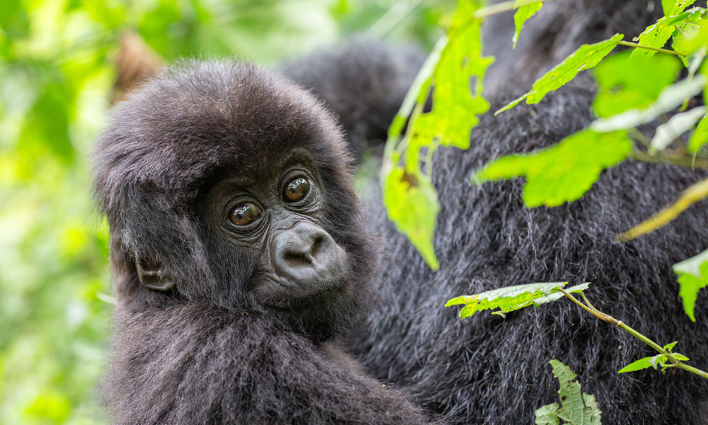 10 Days Rwanda Wildlife Safari Adventure