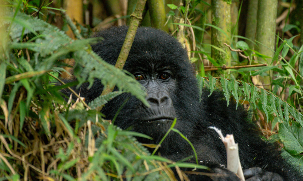 4 Days Gorilla Trekking Tour in Bwindi, 5 Days Gorilla Trekking Uganda Safari
