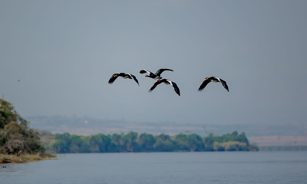 Bird Watching Tours in Rwanda.