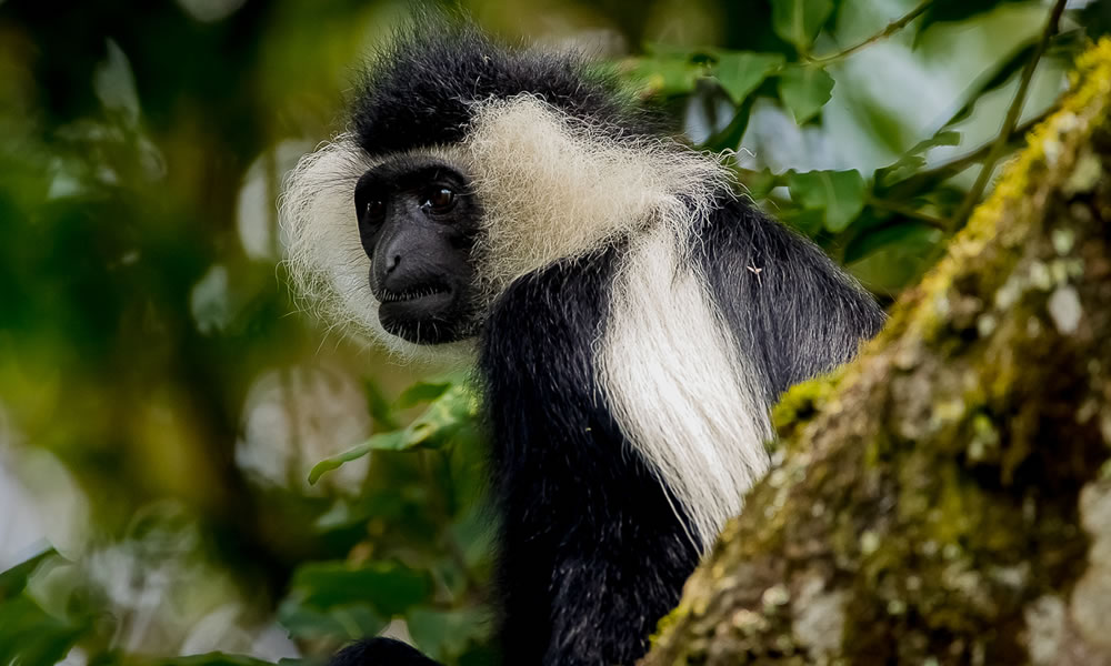 Tracking Colobus Monkeys in Nyungwe Forest National Park