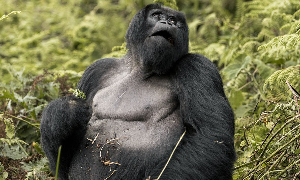 The Best Time to Visit Rwanda for Gorilla Trekking