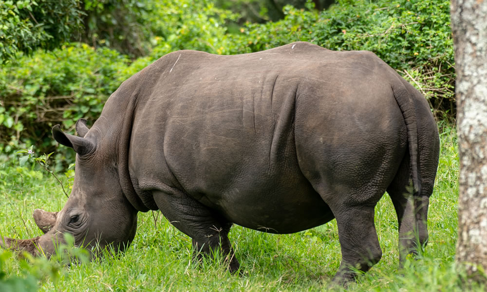 Tracking White Rhinos in Akagera National Park